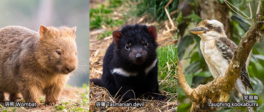 澳洲動物